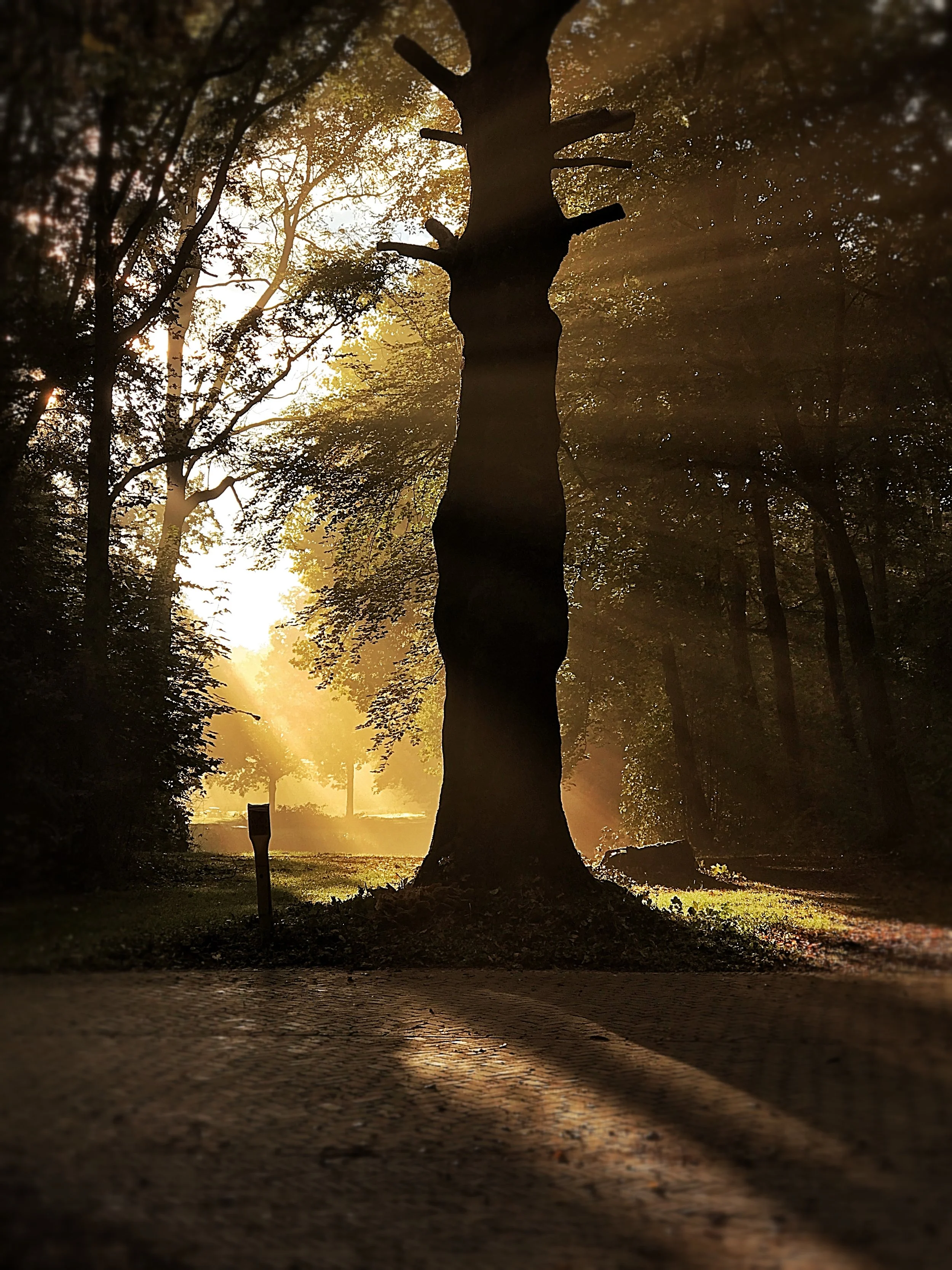 Haagse Bos