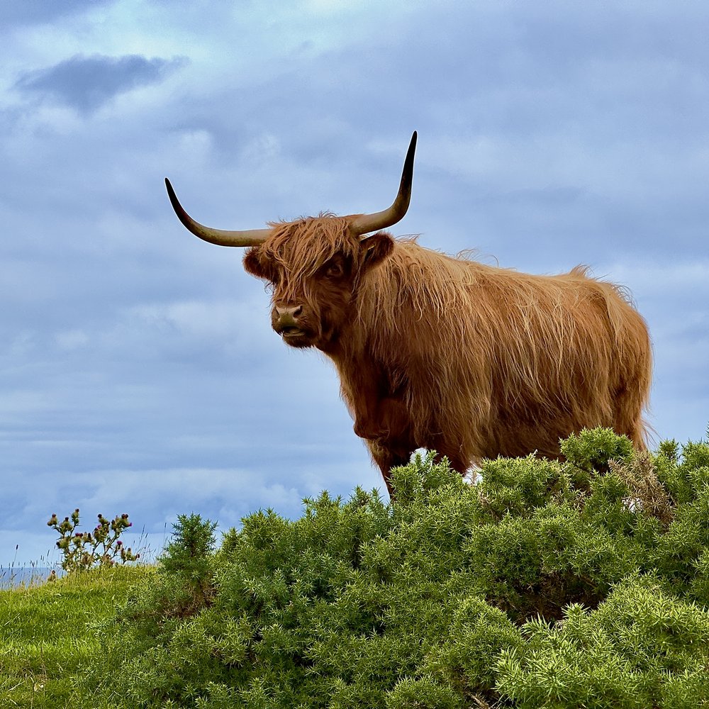 Thurso - Strathy