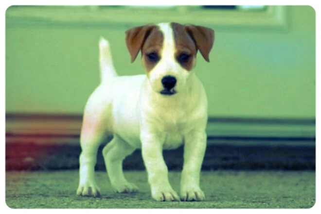 jack-russel.jpg