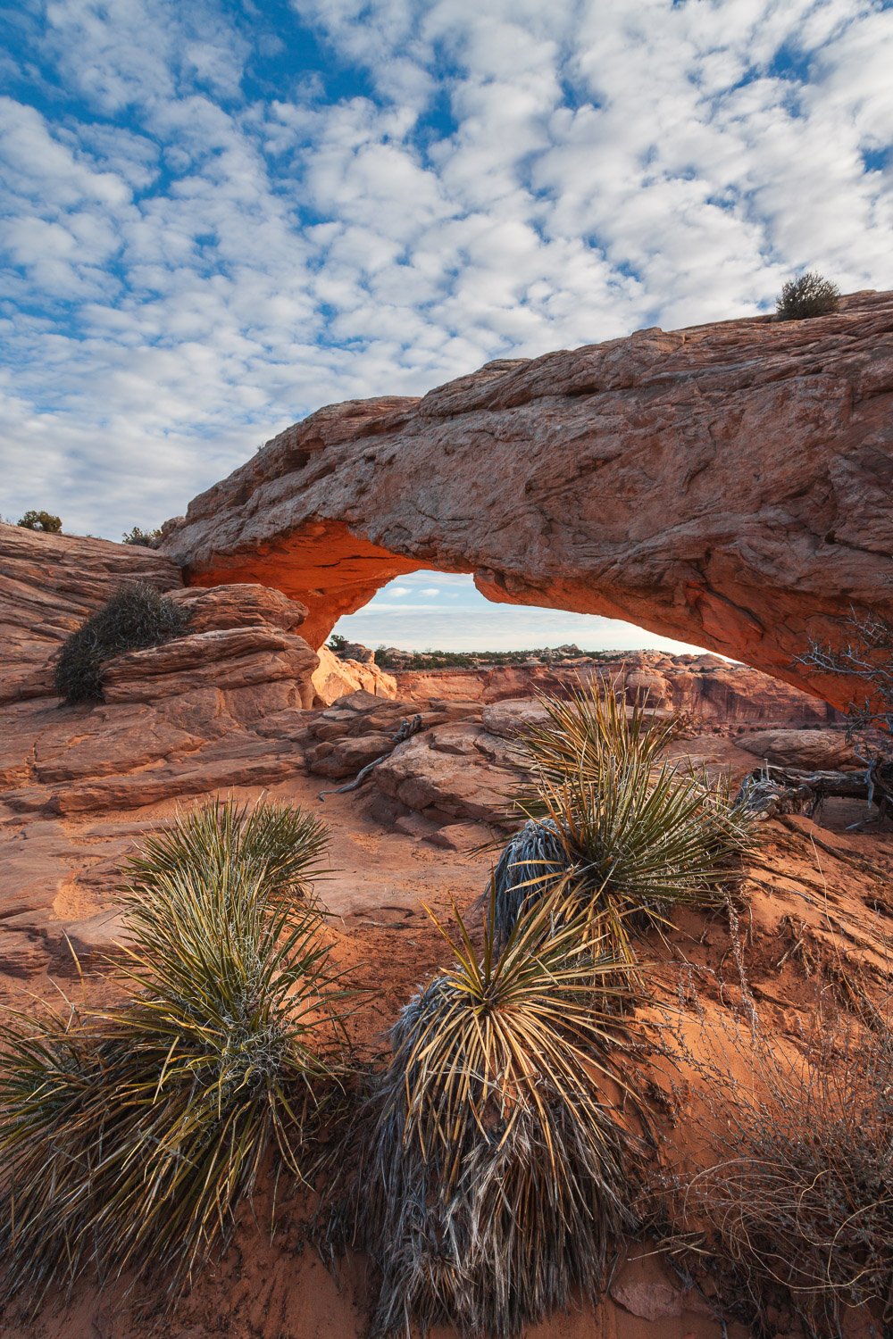 Mesa Arch and Yucca Plants-5.jpg