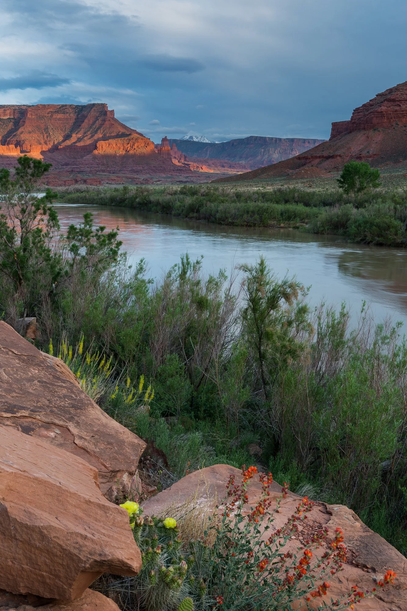 Desert Wildflowers and Fisher Towers at Sunset.jpg