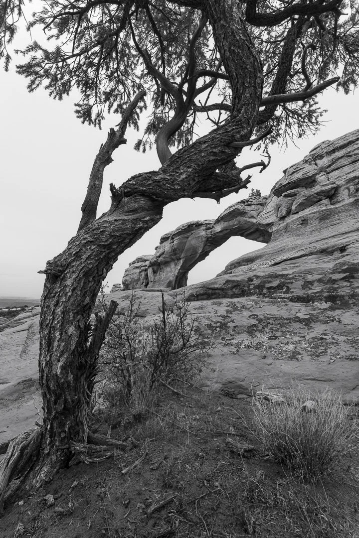 A black and white photograph of a gnarled pinyon pine tree on the left whose trunk mirrors the curved shape of Broken Arch in the background under a flat, gray sky.
