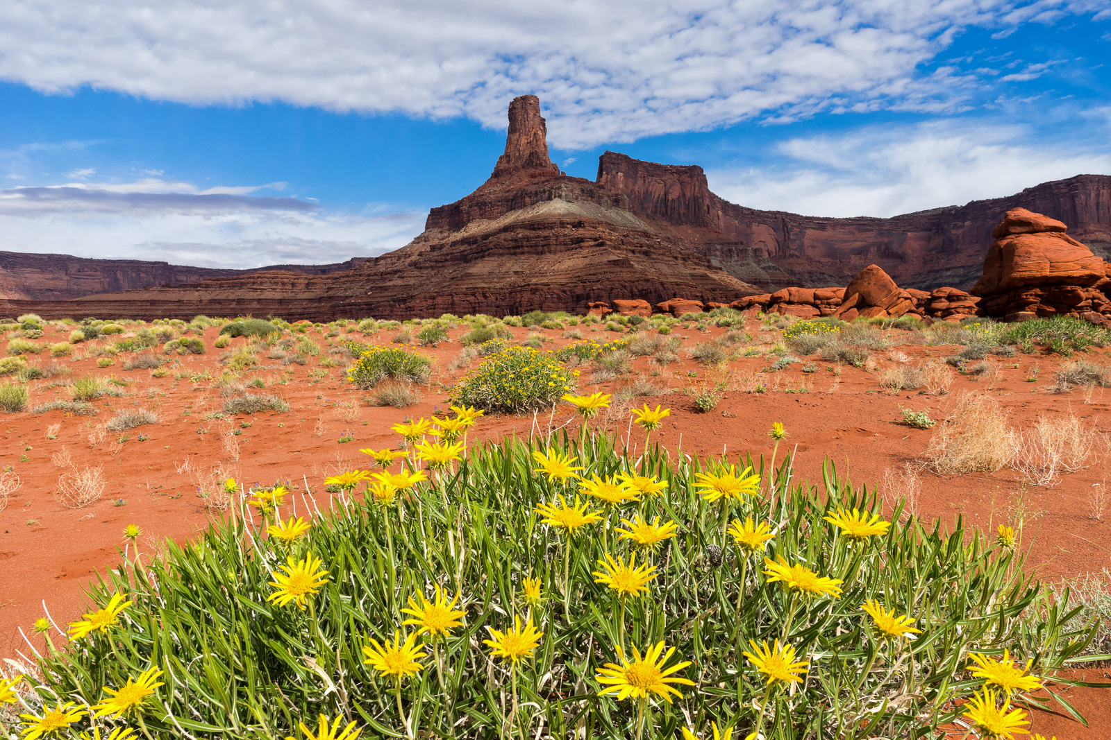 Moab Photography Conditions - May 19, 2019: SUPER BLOOM! — Moab ...