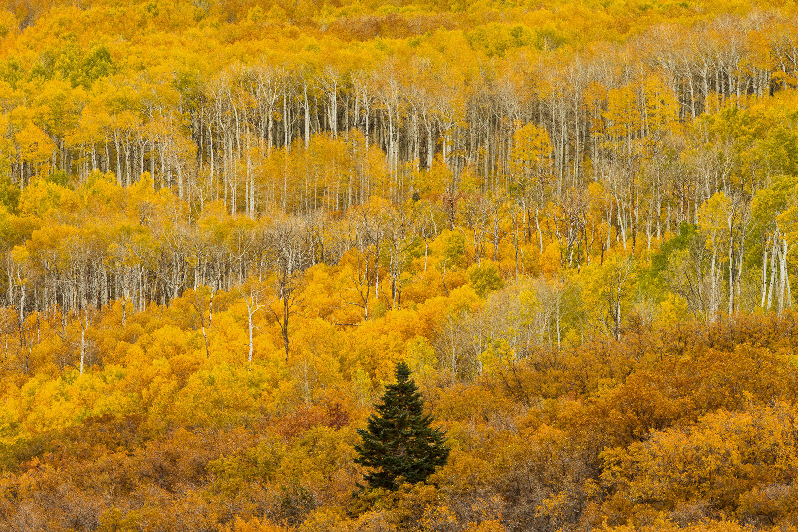 Aspen trees and gambel oak display brilliant autumn leaves in the La Sal Mountains near Moab, Utah.