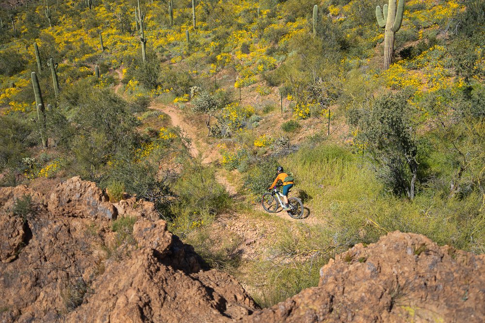 Jackson Edge Descending Desperado Trail Among Wildflowers.jpg