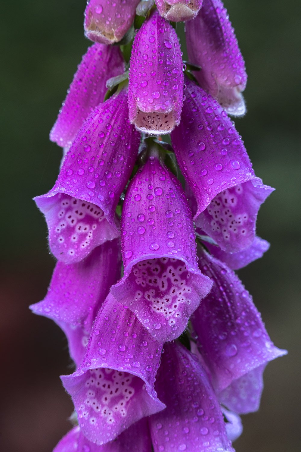 Dew Clings to Foxglove Wildflowers in Oregon's Coast Range.jpg