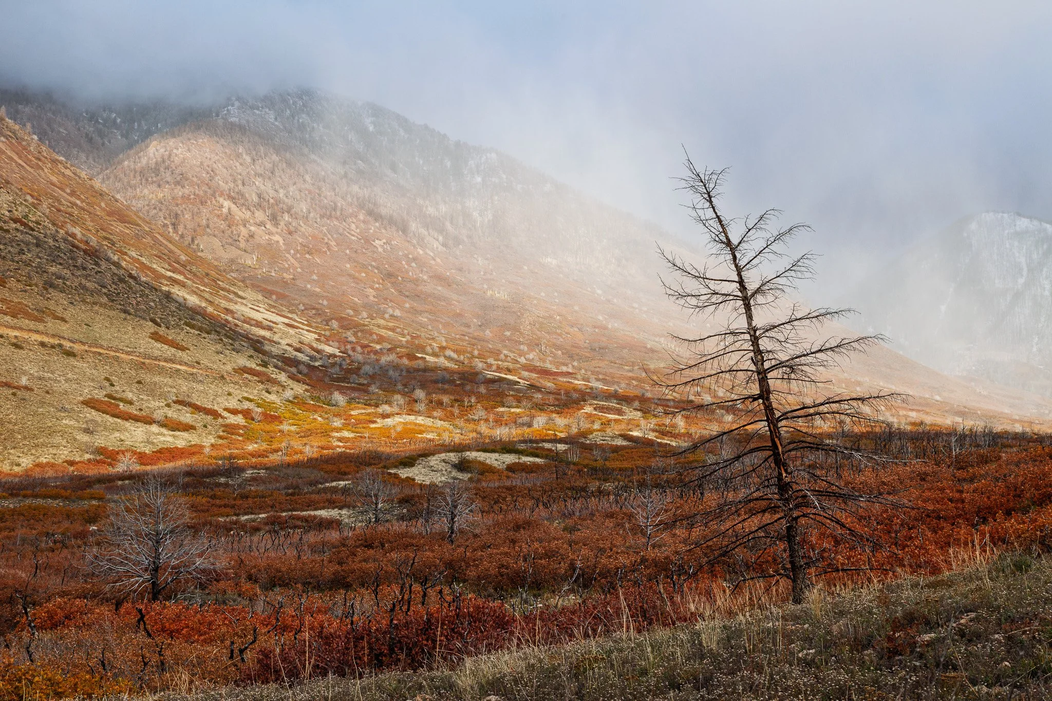 Ultimate Guide to Moab Fall Color Photography: My 5 Favorite Spots