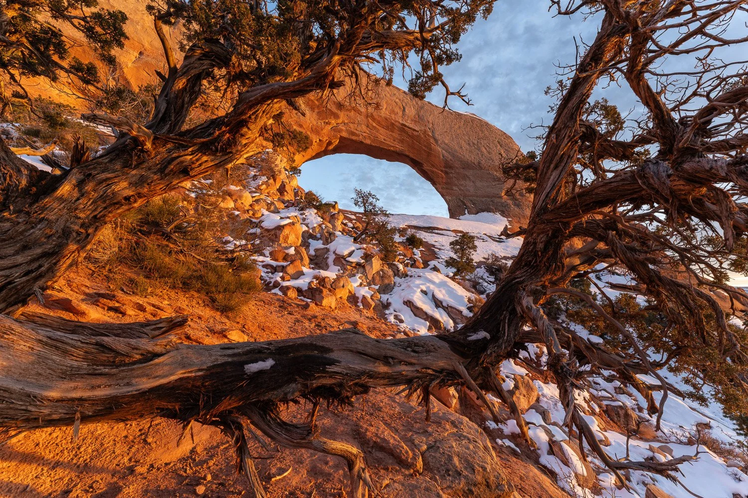 Juniper Tree Framing Snowy Wilson Arch at Sunset.jpg
