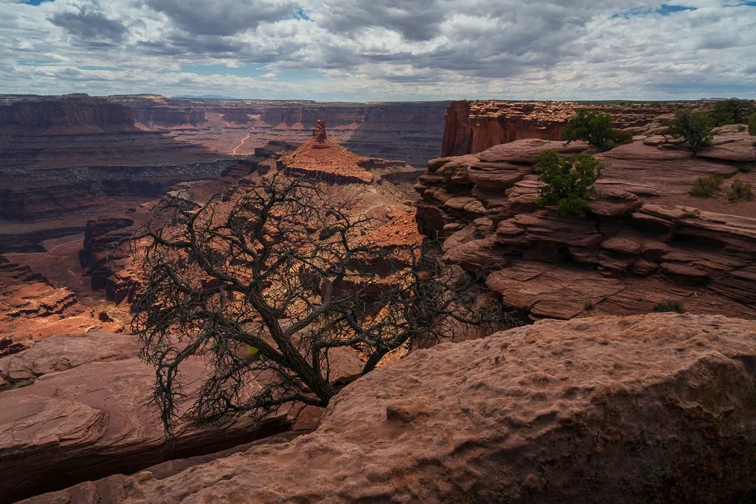 A wide-angle landscape shot of a deep desert canyon overlook at Dead Horse Point State Park near Moab, Utah, featuring a gnarled pinyon pine tree in the foreground and a prominent red sandstone tower under dramatic clouds.