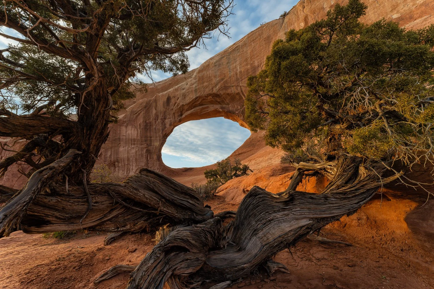 Juniper Tree Framing Wilson Arch at Sunset-2.jpg