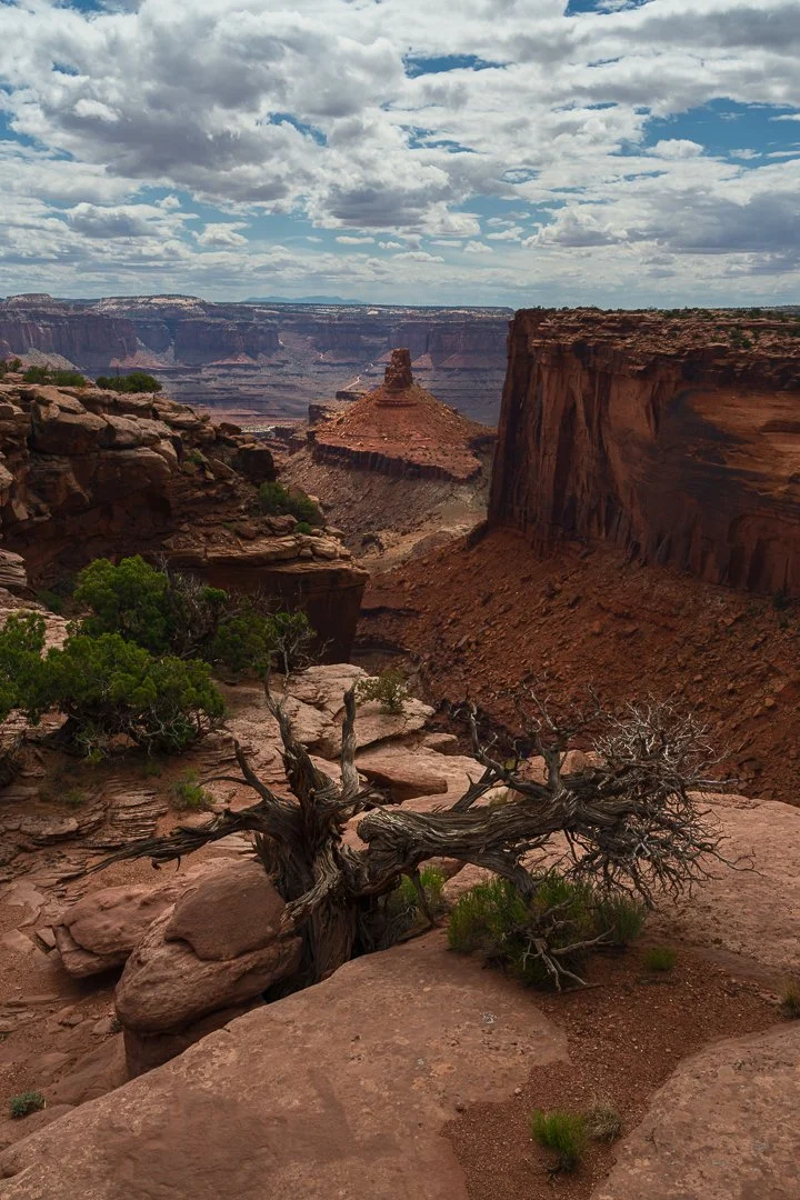 A twisted, skeletal juniper root rests on a red sandstone ledge at Dead Horse Point State Park, framing a deep desert canyon and a prominent red rock tower under a cloudy sky.