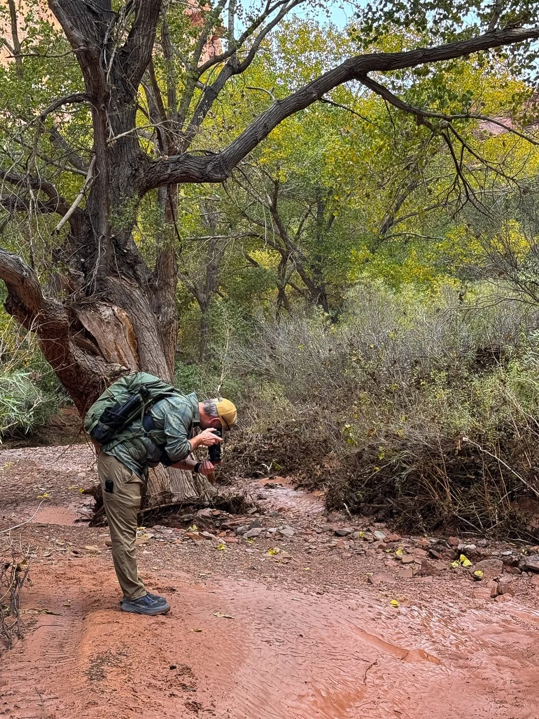 A photographer wearing an Army Green Shimoda Explore v2 35 backpack leans forward to take a photo in a muddy canyon wash surrounded by autumn cottonwood trees in Moab.