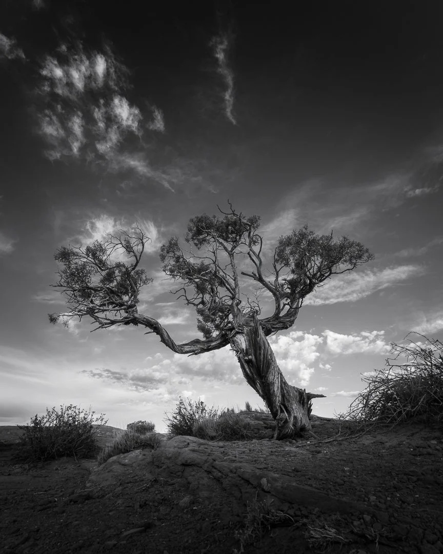 A dramatic, high-contrast black and white photograph of a lone, twisted Utah juniper tree on the dirt rim at Dead Horse Point State Park near Moab, Utah, set against a wide sky with wispy clouds.