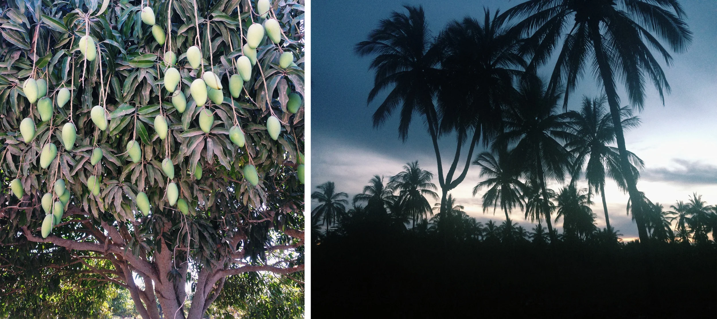 On the left a mango tree. On the right the only three headed palm tree in the world. Stone Island really is a special place.