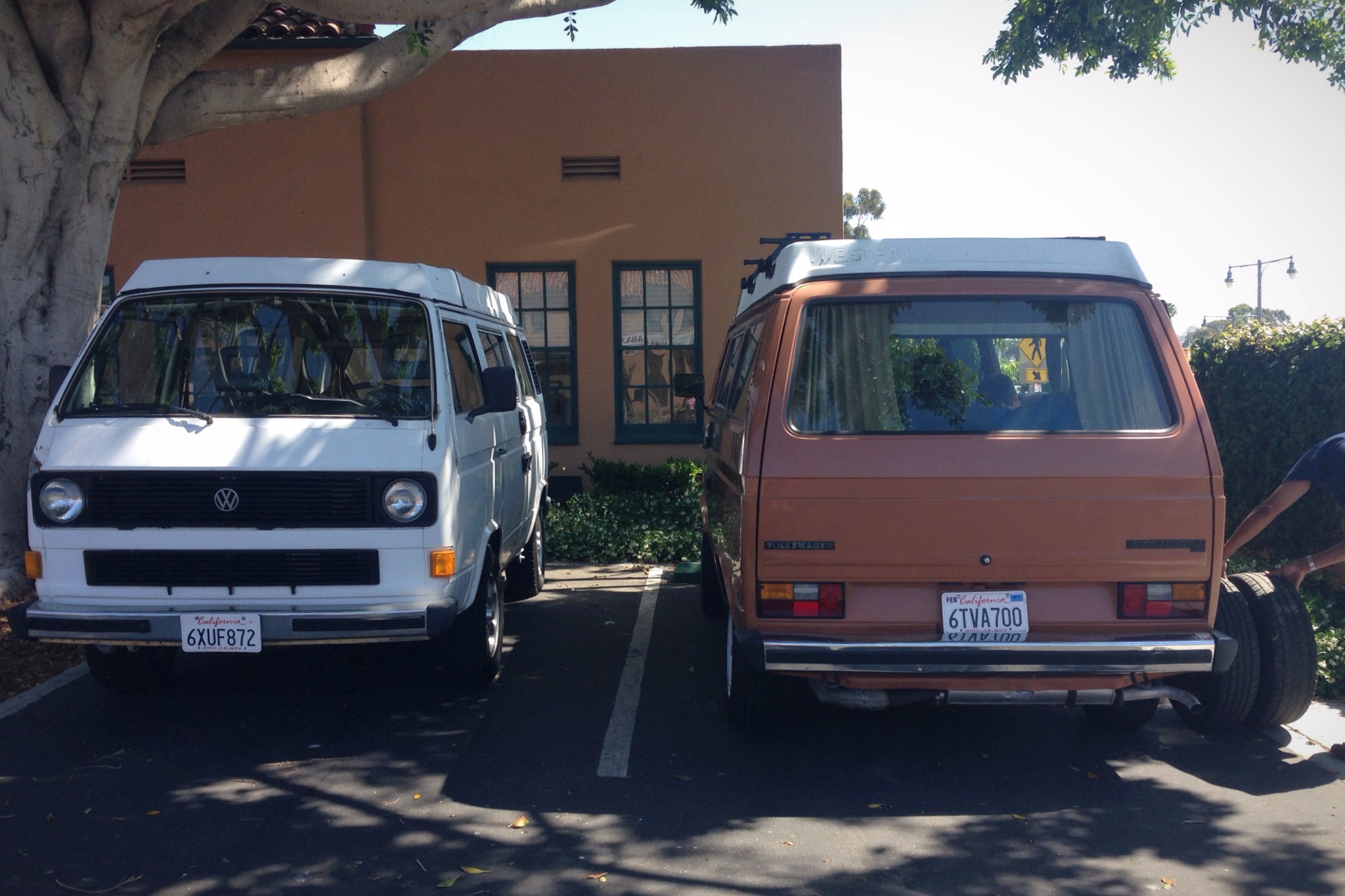Our Westy's first friend.