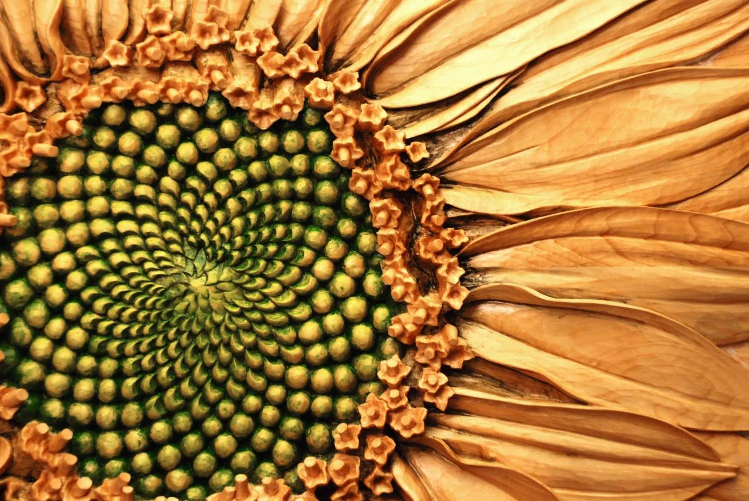 Sunflower Detail copy.jpg