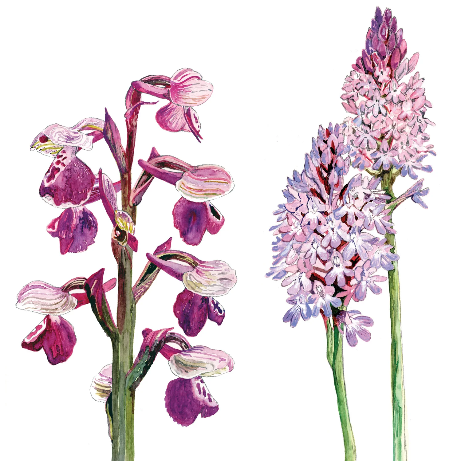 Orchid.jpg
