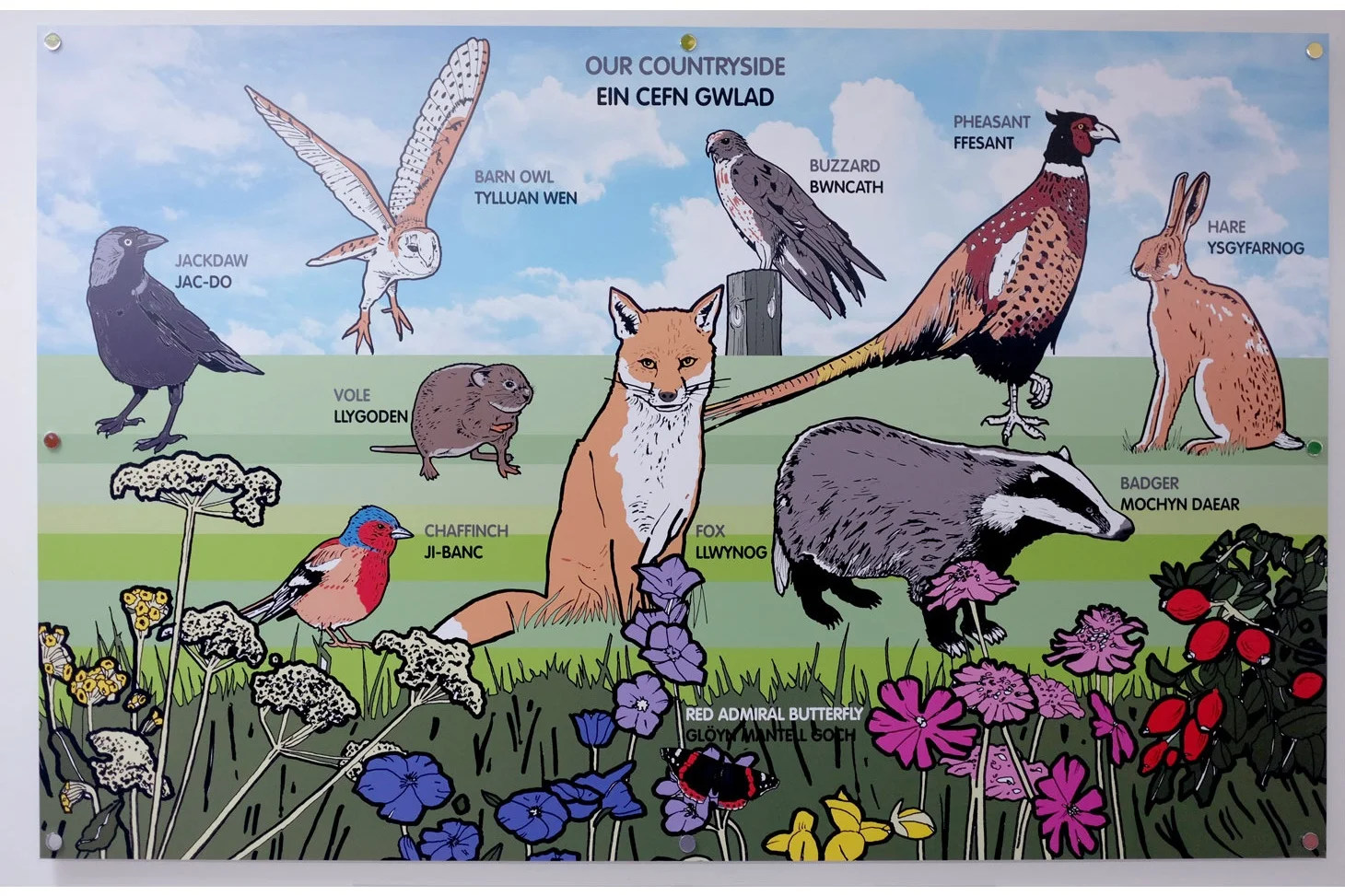 Raglan VC Primary School - Education panels