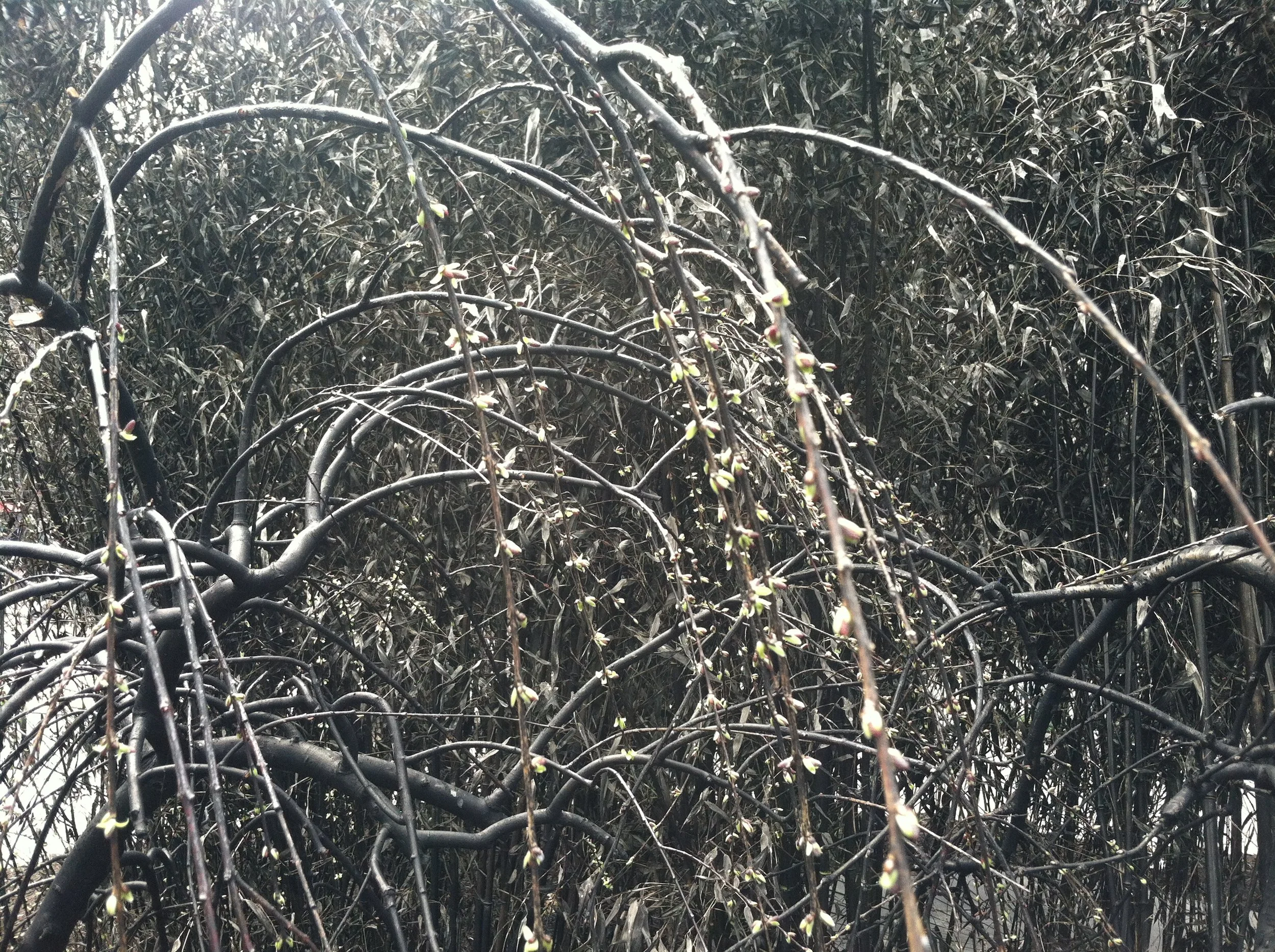  The trees in bloom. Photograph by the Office of Public Art.&nbsp; 