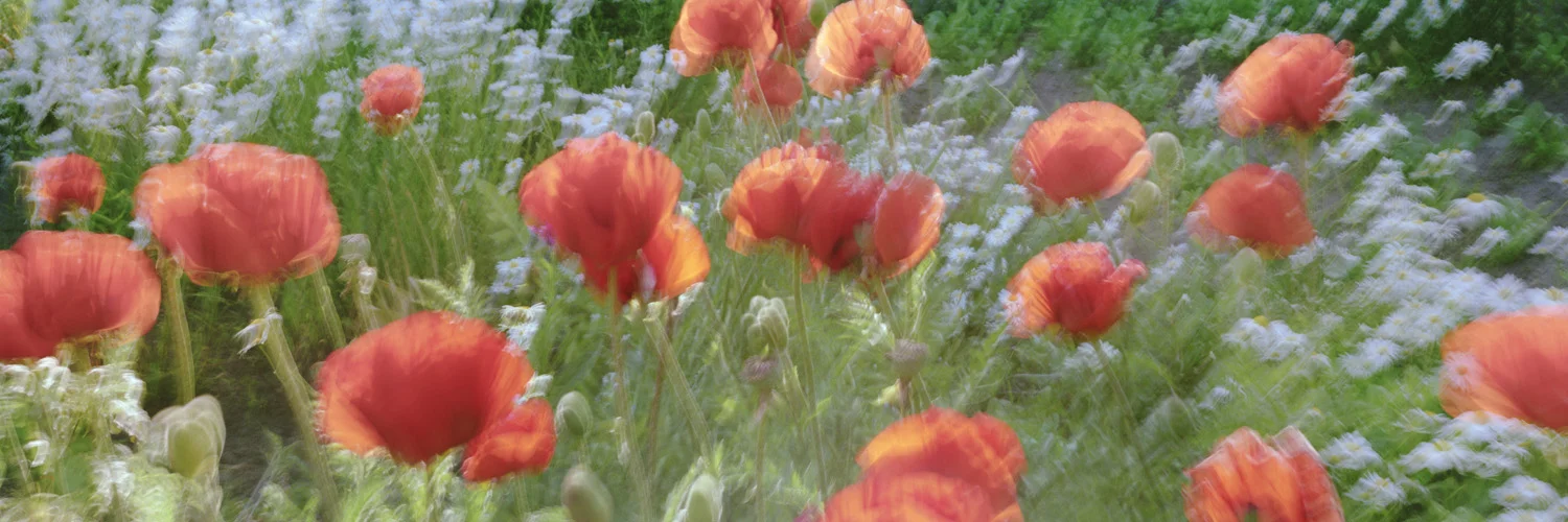 Keitumer Garten - Sylt, 2012