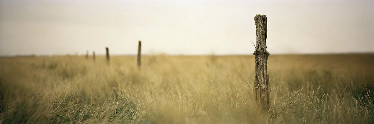 Alte Weide - Spiekeroog, 2009