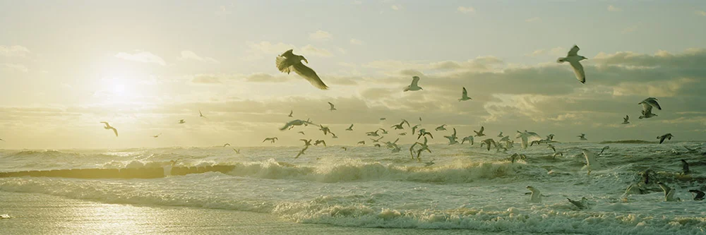 Sturmmöwen #2 - Sylt, 2011