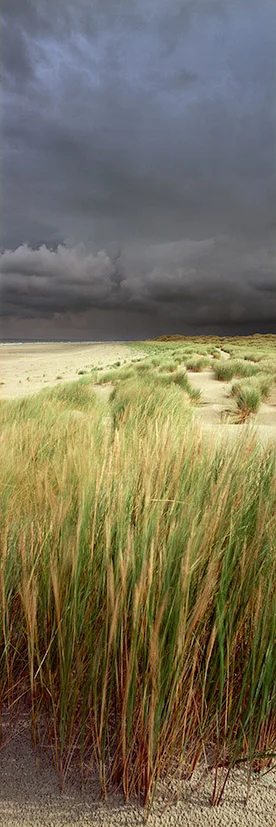 06_Strandhafer_1_web.jpg
