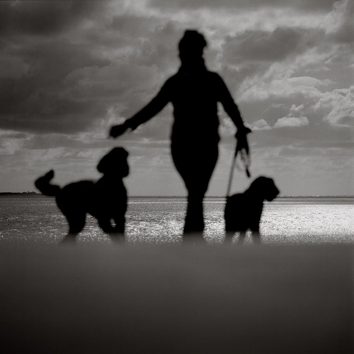 33_19_12_Ney_Dogs_web.jpg