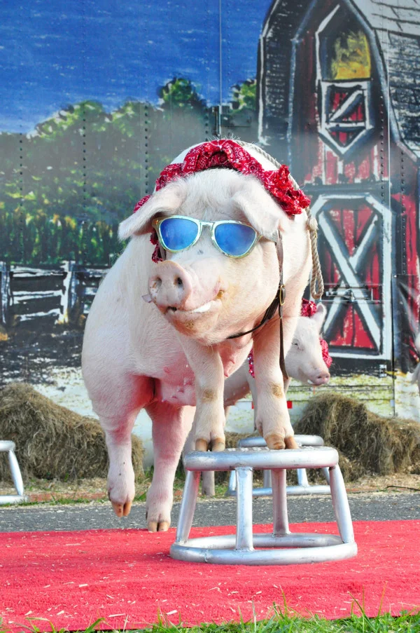 porkchop.jpg