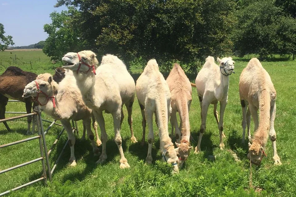 camel Breeds-top-02.jpg