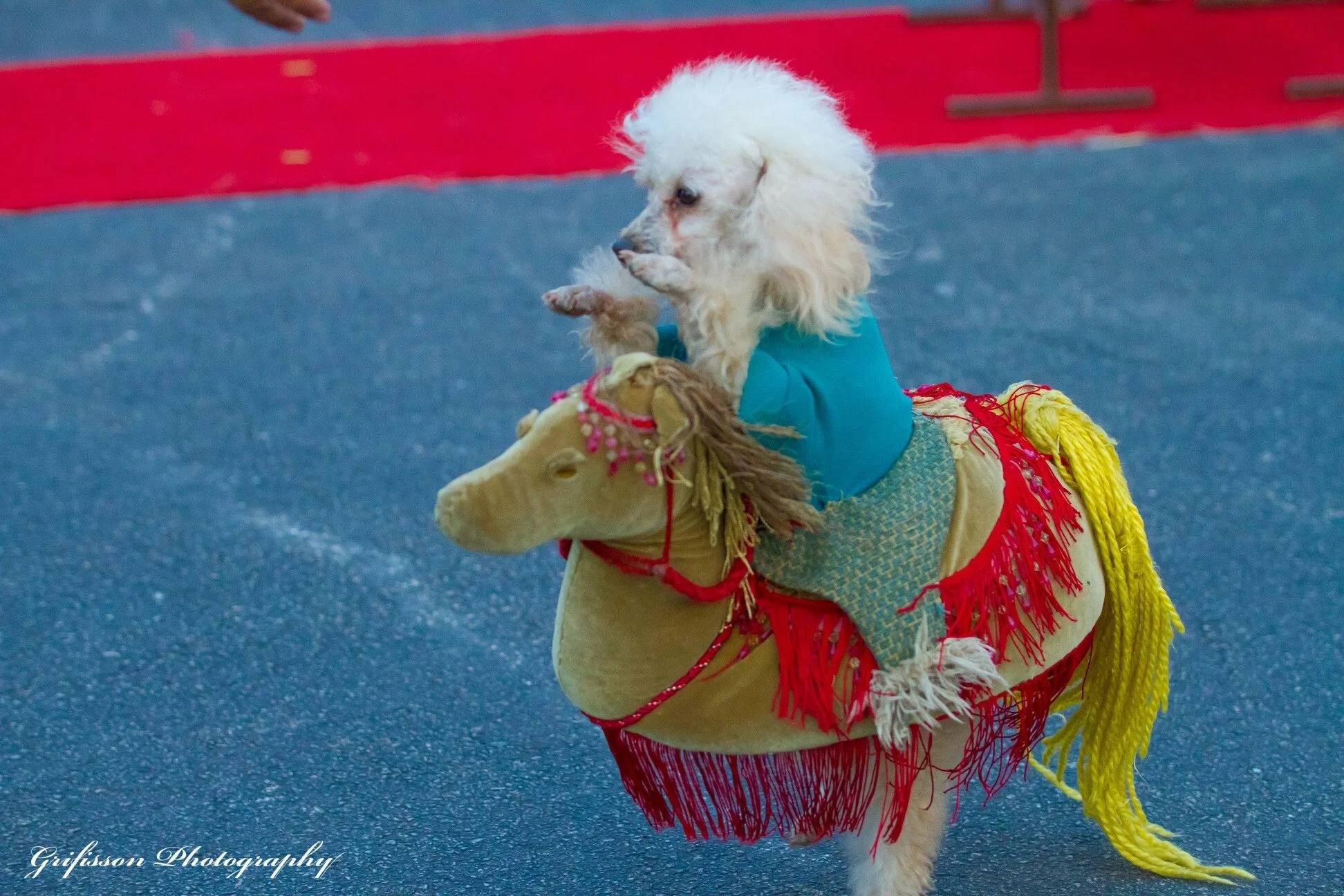 Pompeyo Family & Their Amazing Dog - Artists & Attractions (8).jpg