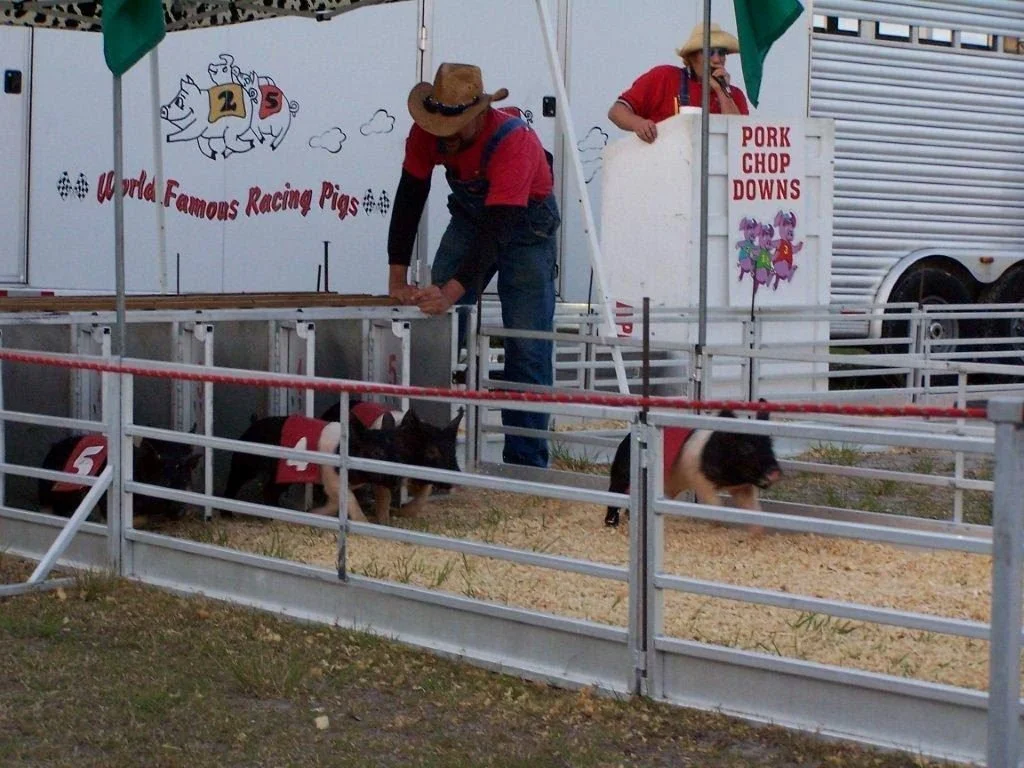 Show-Me Swine Racers - Racing Pigs — Artists & Attractions ...