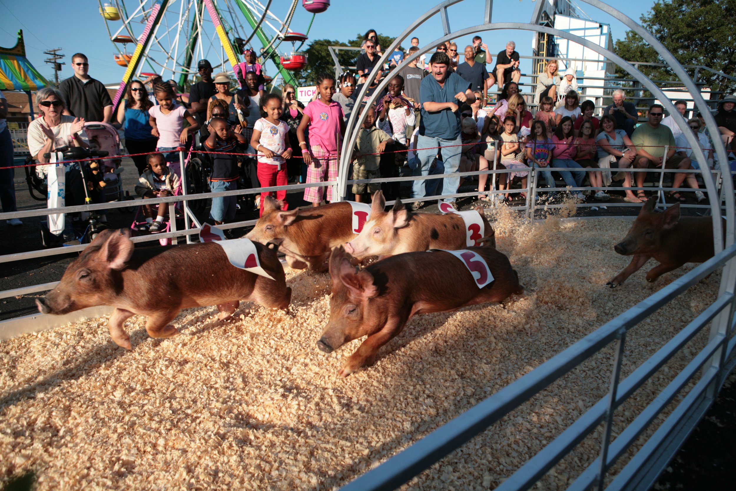 Show-Me Swine Racers - Racing Pigs — Artists & Attractions ...