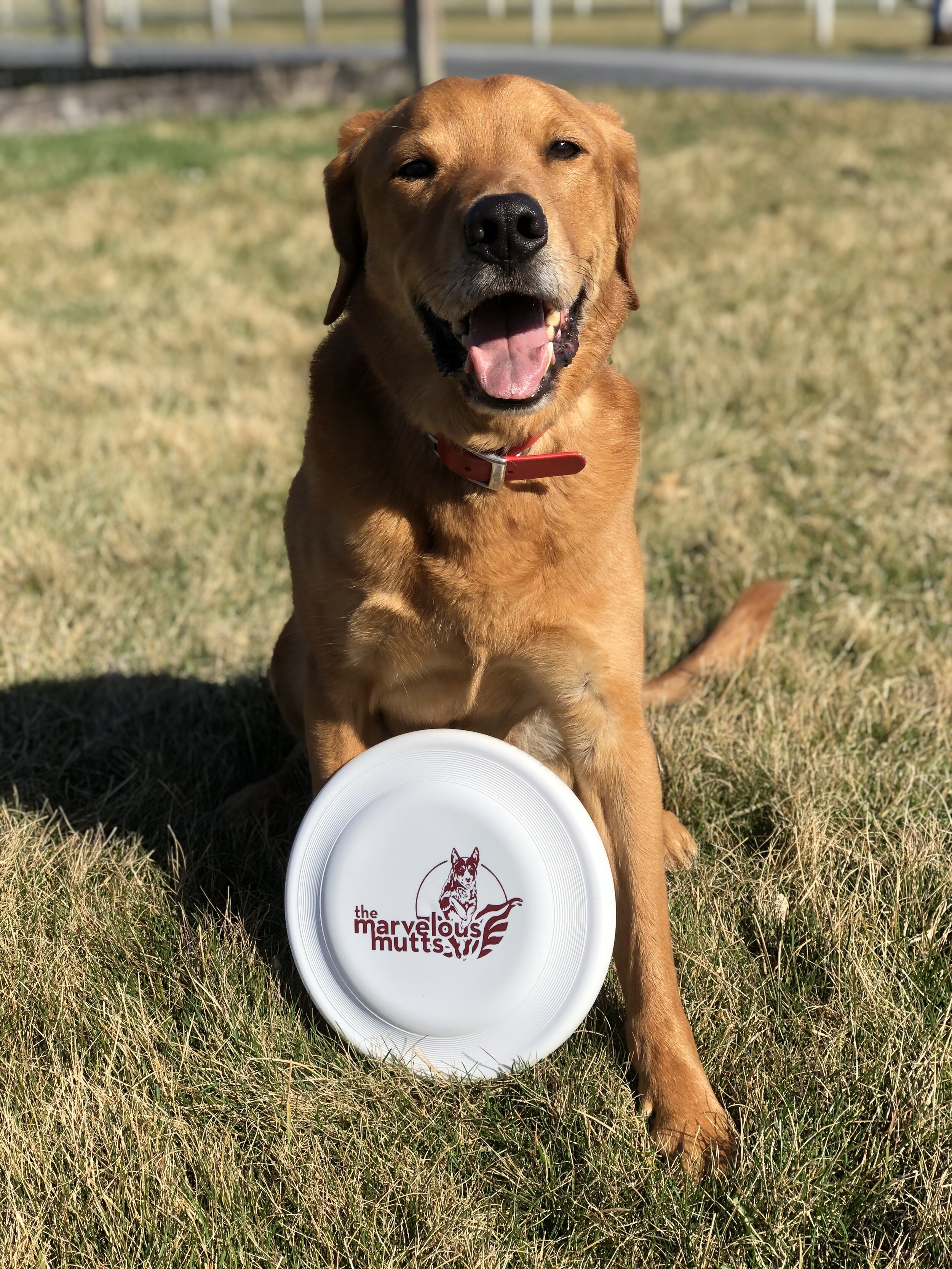 The Marvelous Mutts — Artists & Attractions Entertainment Booking