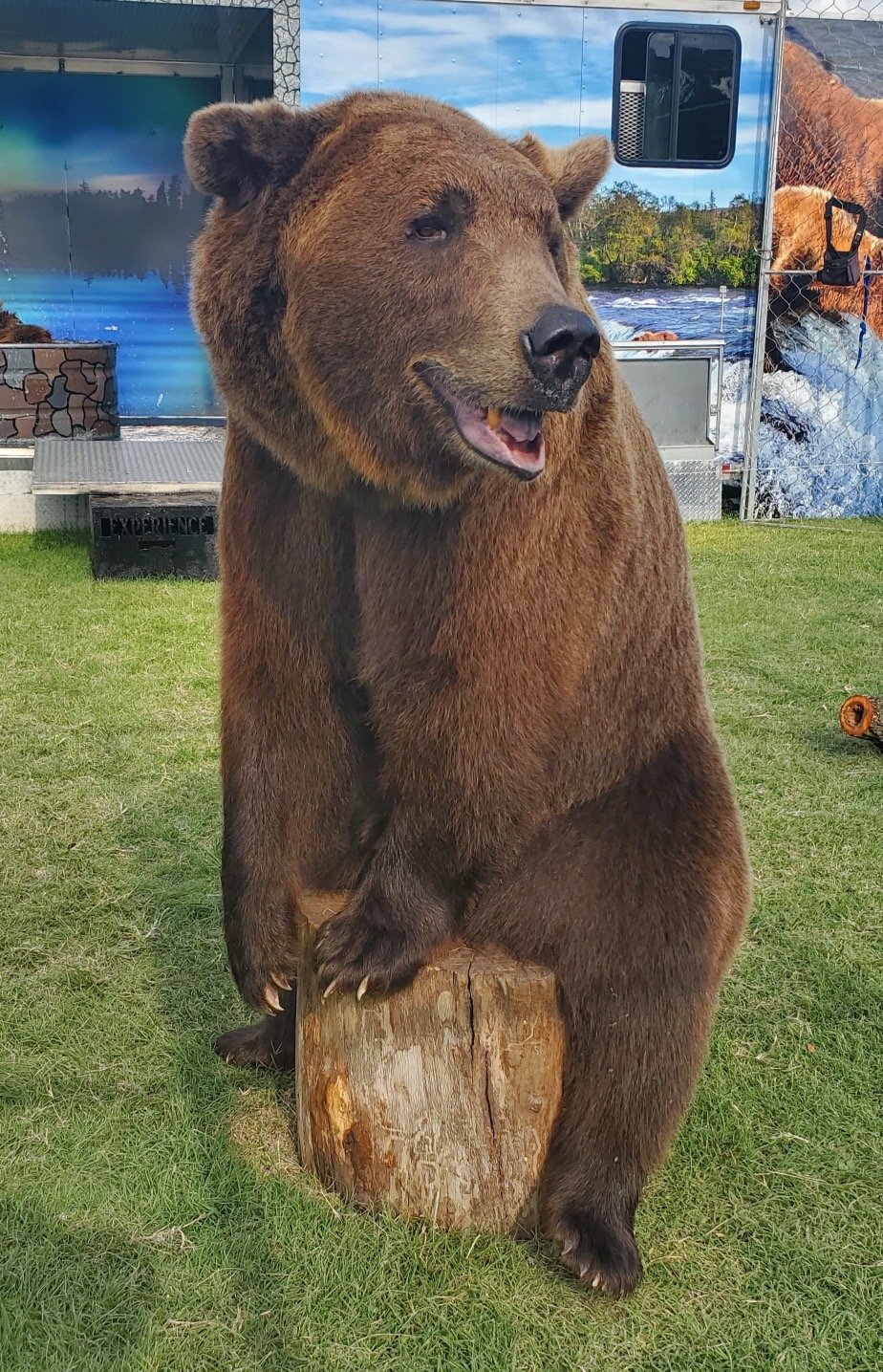 Grizzly Encounter.jpeg