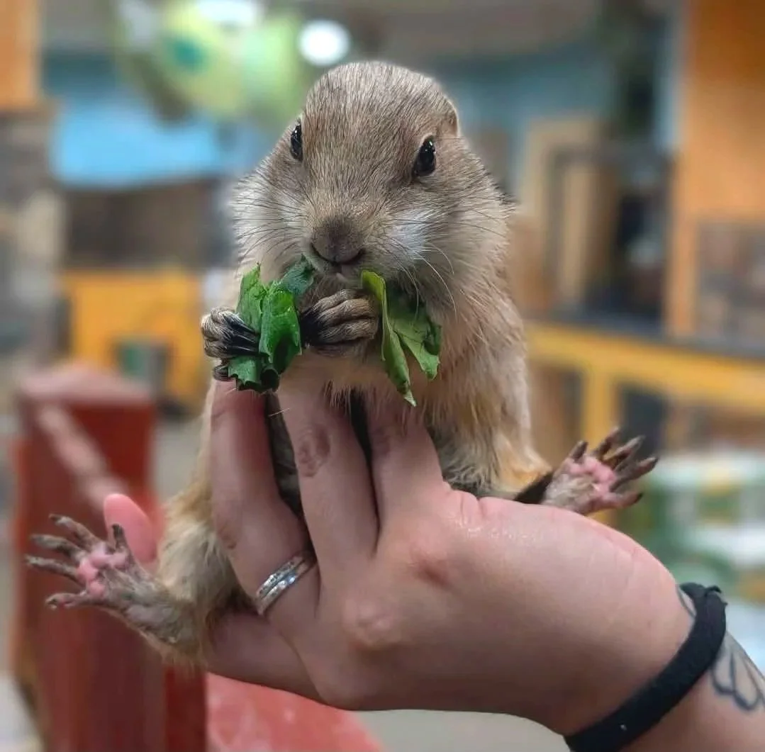 Creature Teachers Wildlife Show - Artists & Attractions (5).jpg