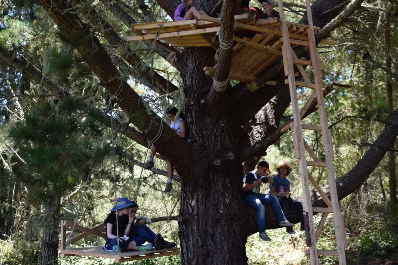 How many Tinkerers can you count on this tree?? (Don't worry, Zachary, we won't let them overload it!)