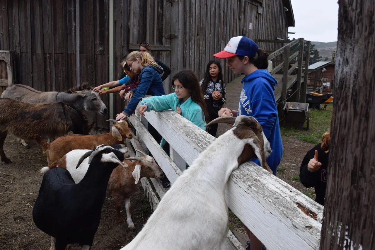The goats are eager to see us.