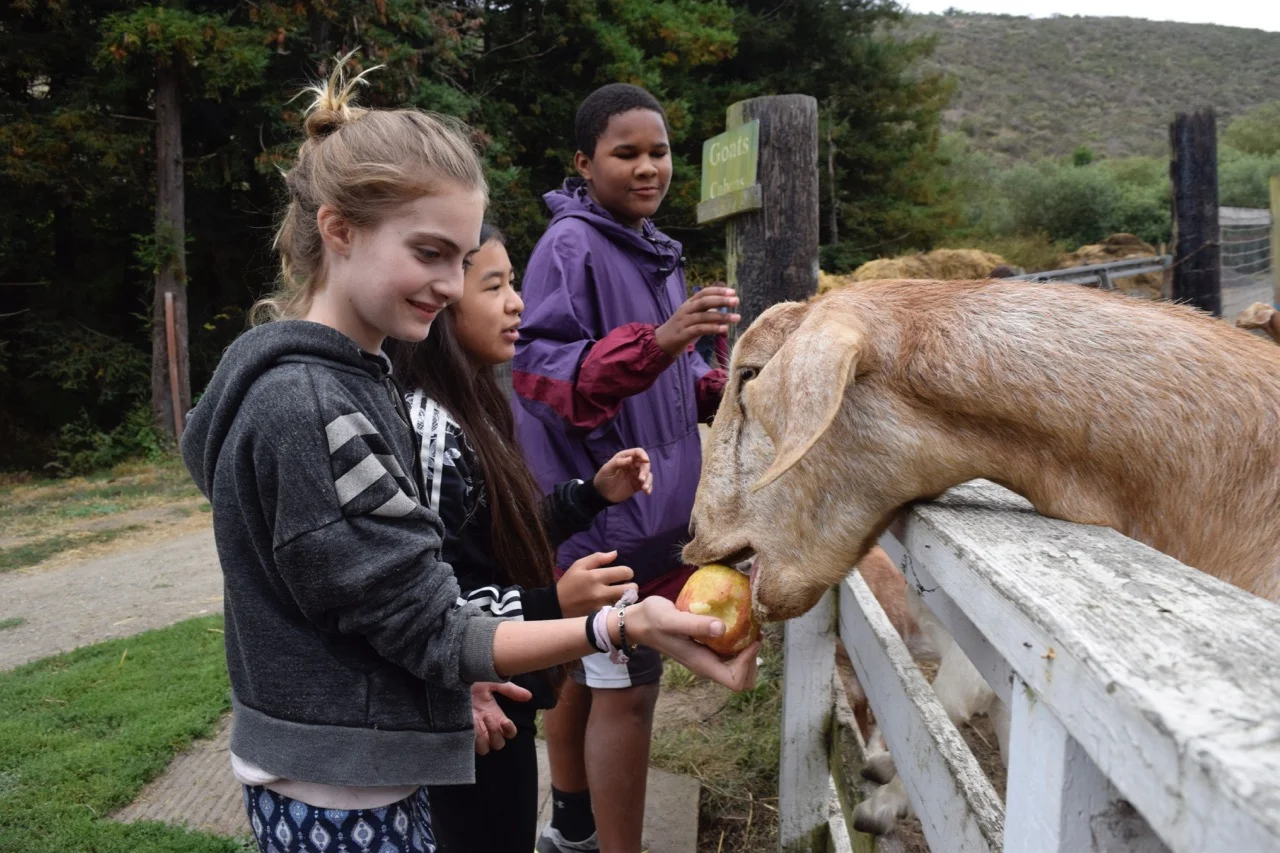 Charlotte feeds an eager goat.