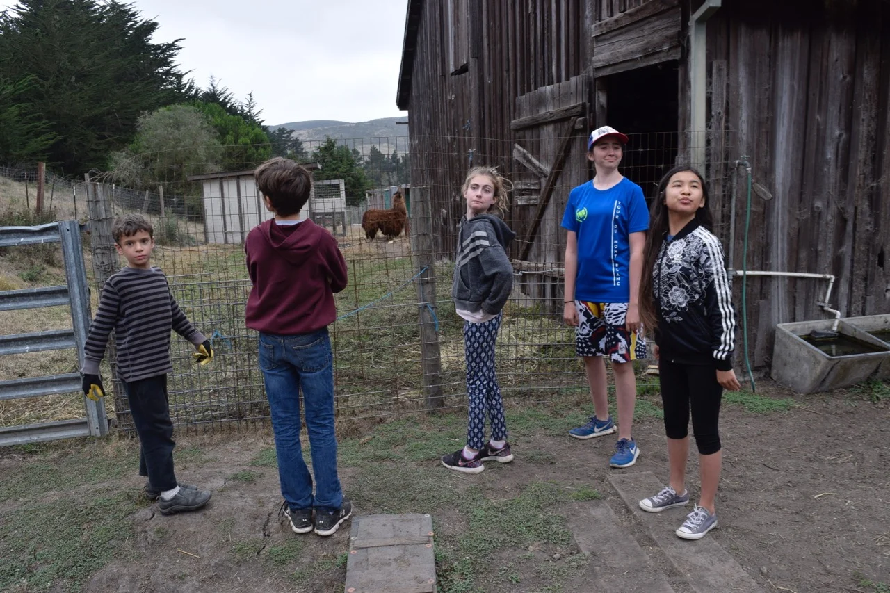 Strike a llama pose!