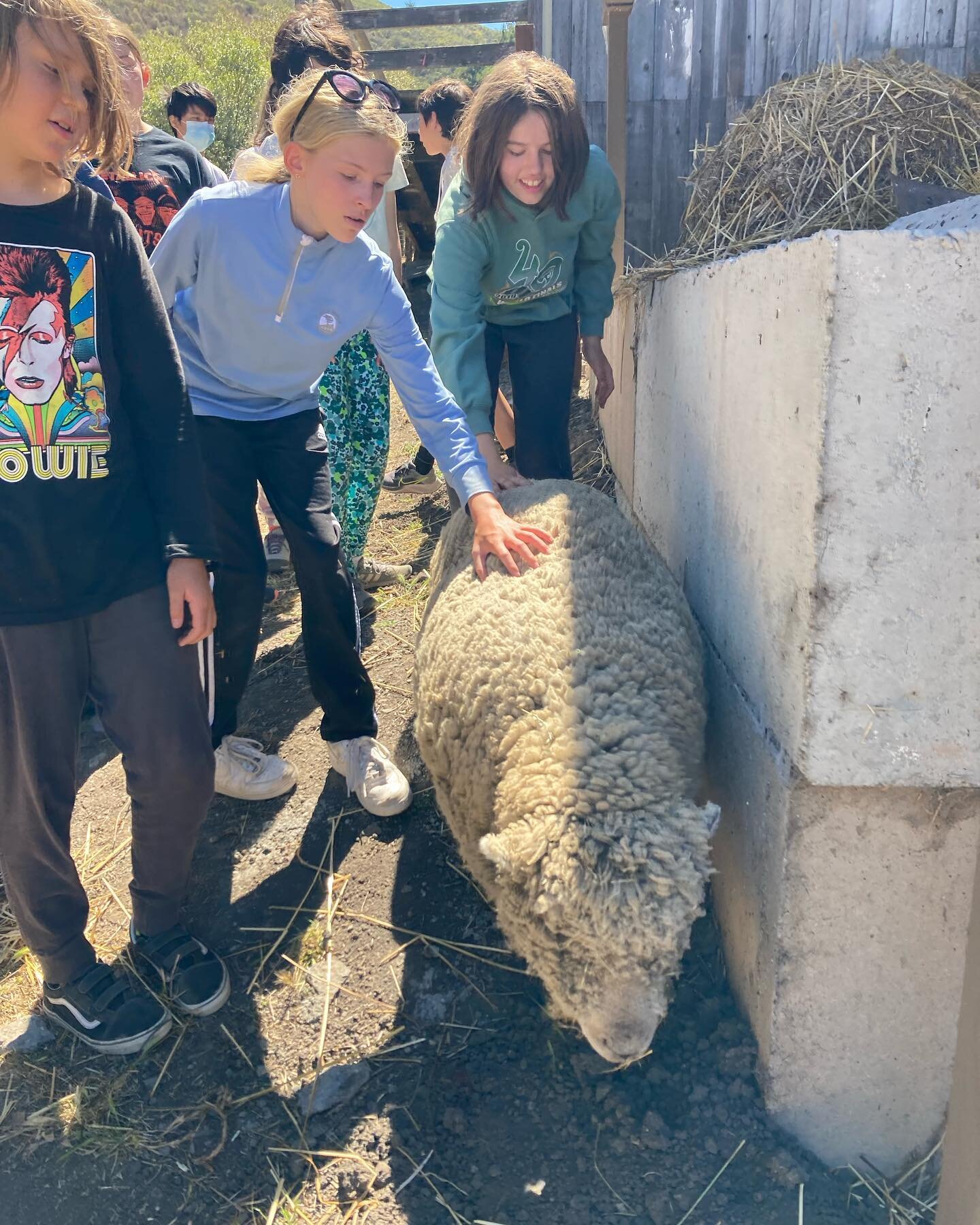 A highlight of Wednesday - break from the building day - is visiting the animals at Elkus Ranch. Many thanks to Leslie and all the Elkus crew for being such amazing hosts!