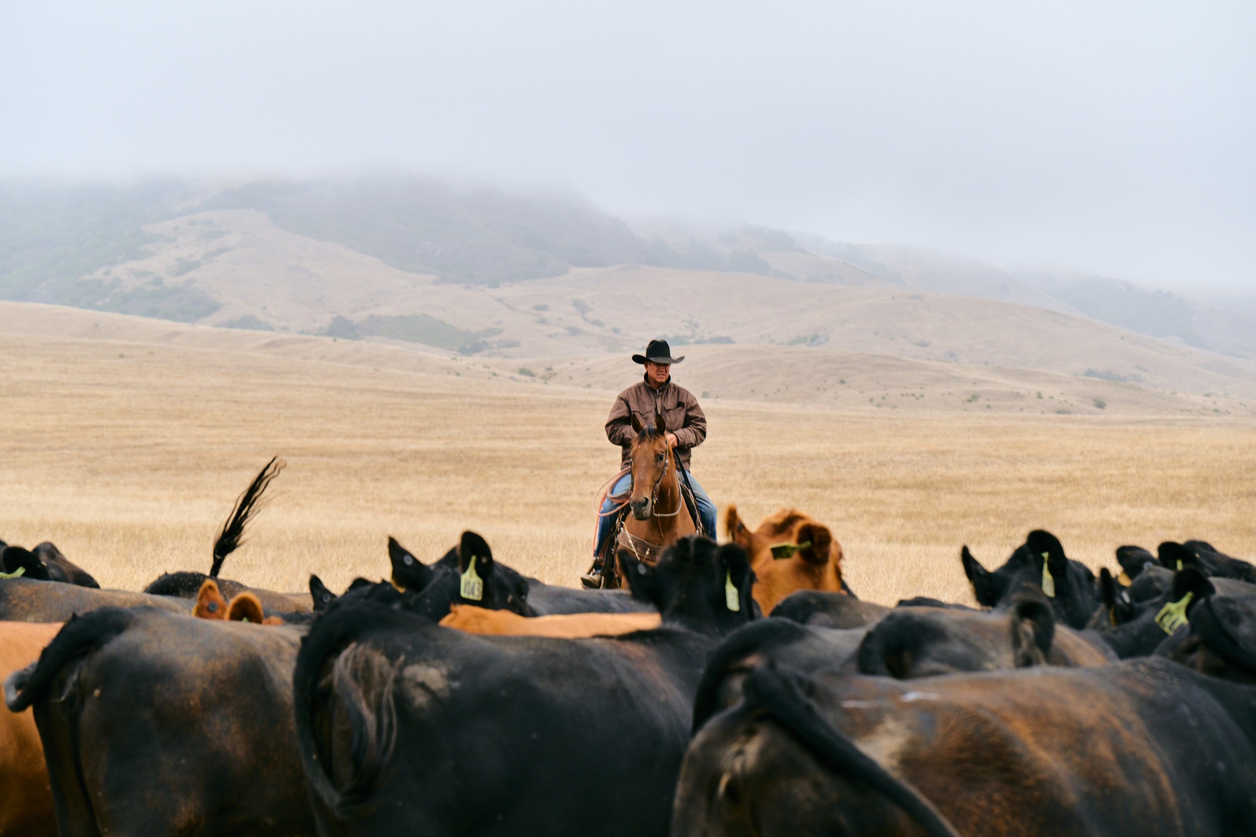 F26_WESTERN_HALE_BRINGIT__1741.jpg