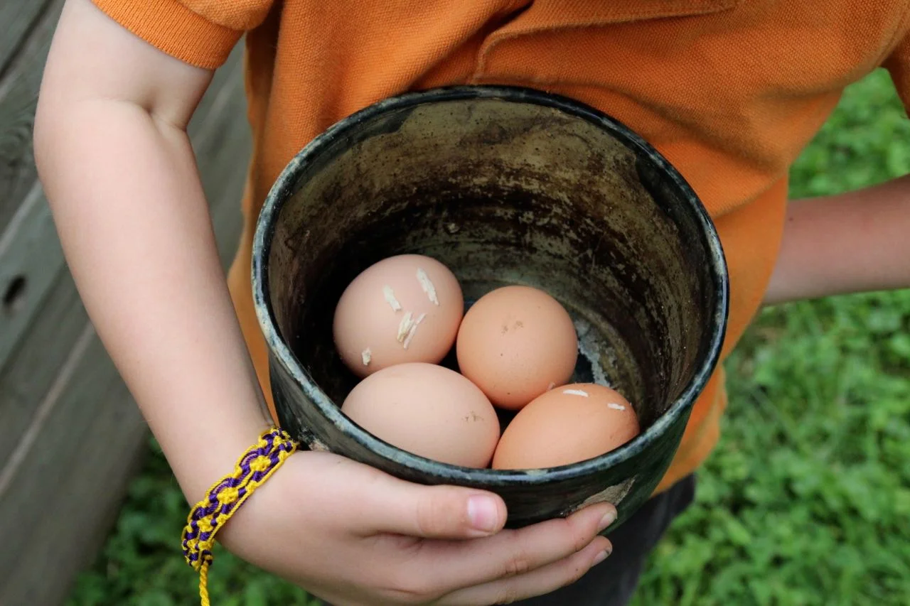 eggs1.jpg