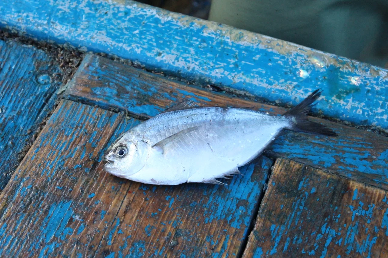 mackerel2.jpg