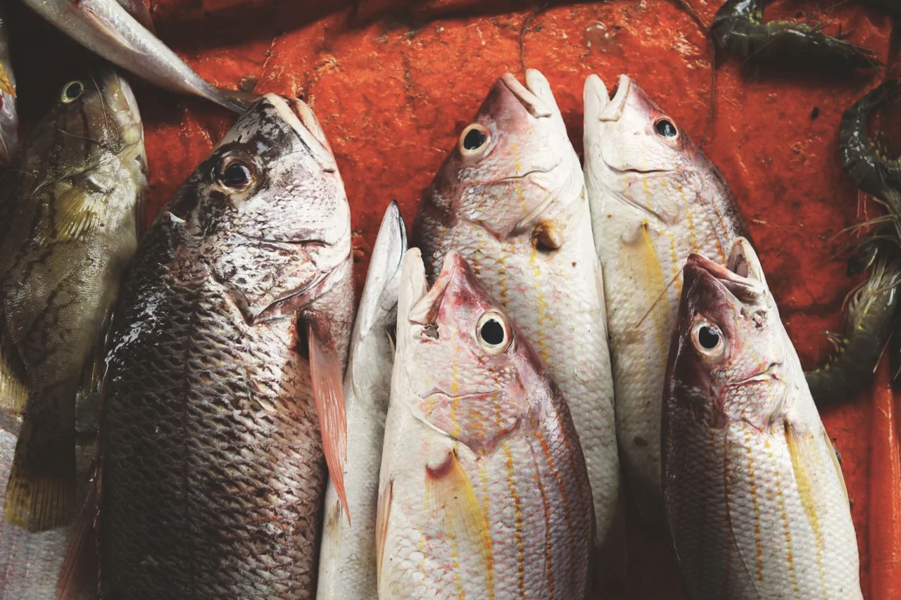 FISH.jpg