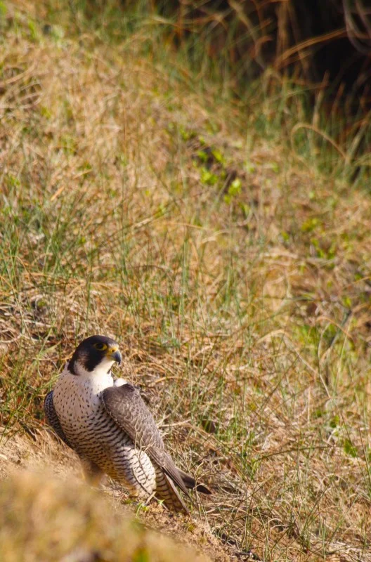 Peregrine Falcon