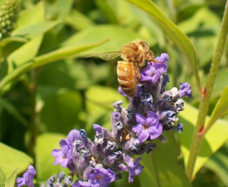 Bumblebee and Flower