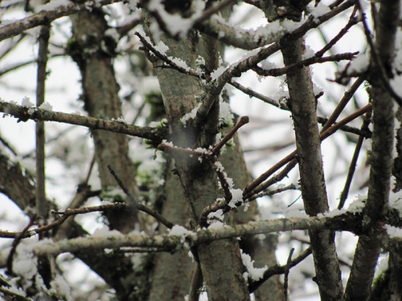 Snowy