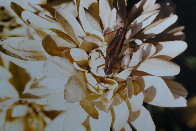 Grasshopper