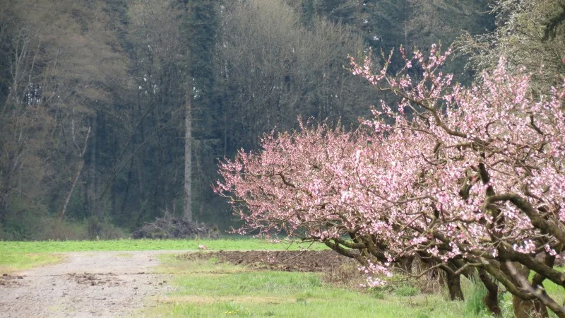 Peach Blossoms